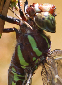 Swamp Darner